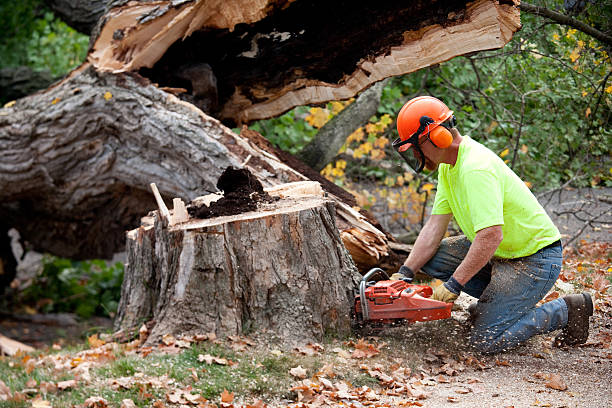 Best Tree Health Inspection  in Rusk, TX