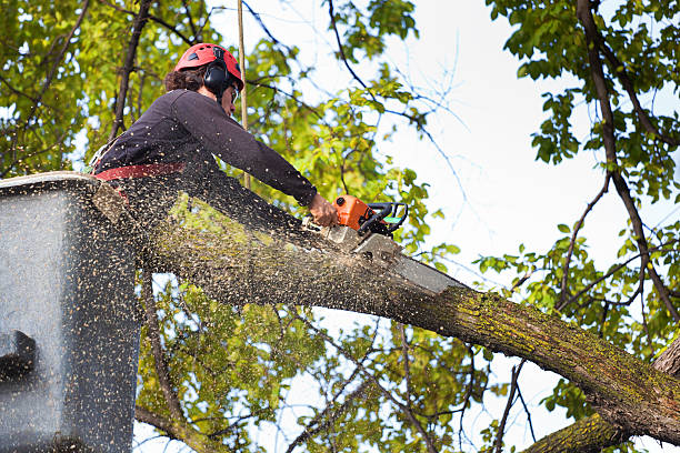 Trusted Rusk, TX Tree Services Experts